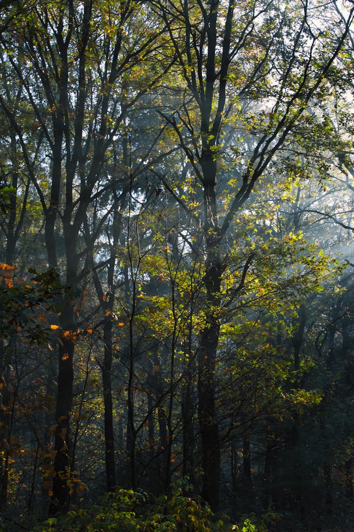 Misty sunlight filtering through an autumn forest in the Netherlands, creating a serene atmosphere.
